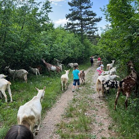 Tmbin'S Barn - Nature, Horses, Family Sezana Exterior photo