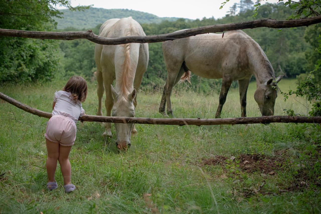 Tmbin'S Barn - Nature, Horses, Family Sezana Exterior photo
