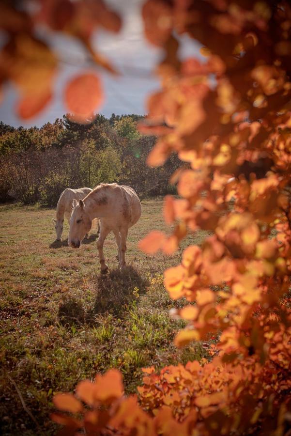 Tmbin'S Barn - Nature, Horses, Family Sezana Exterior photo