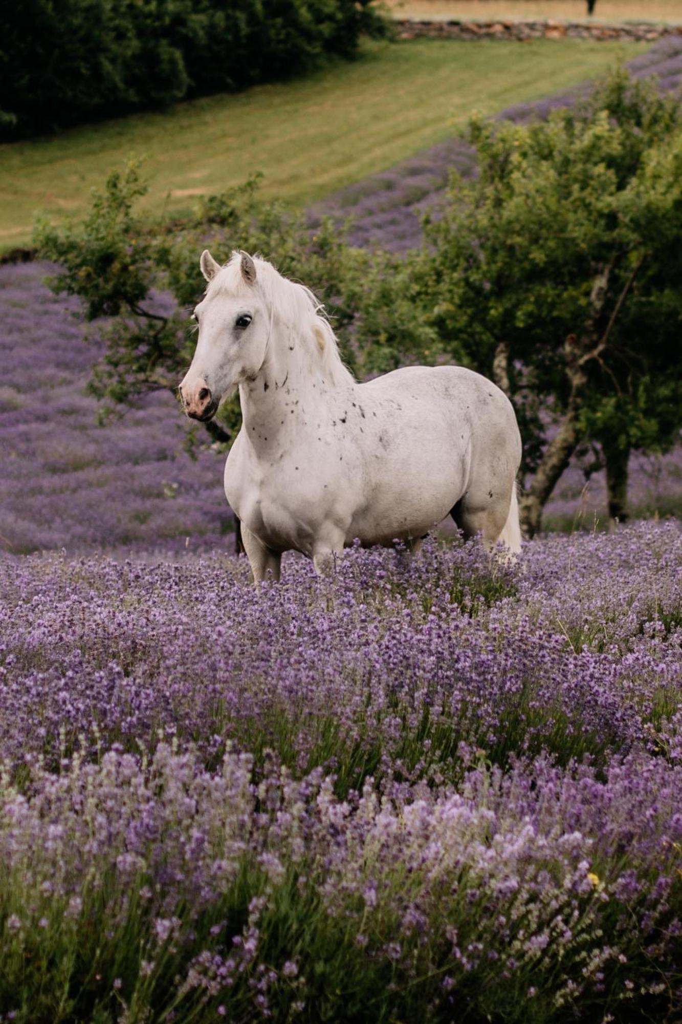 Tmbin'S Barn - Nature, Horses, Family Sezana Exterior photo